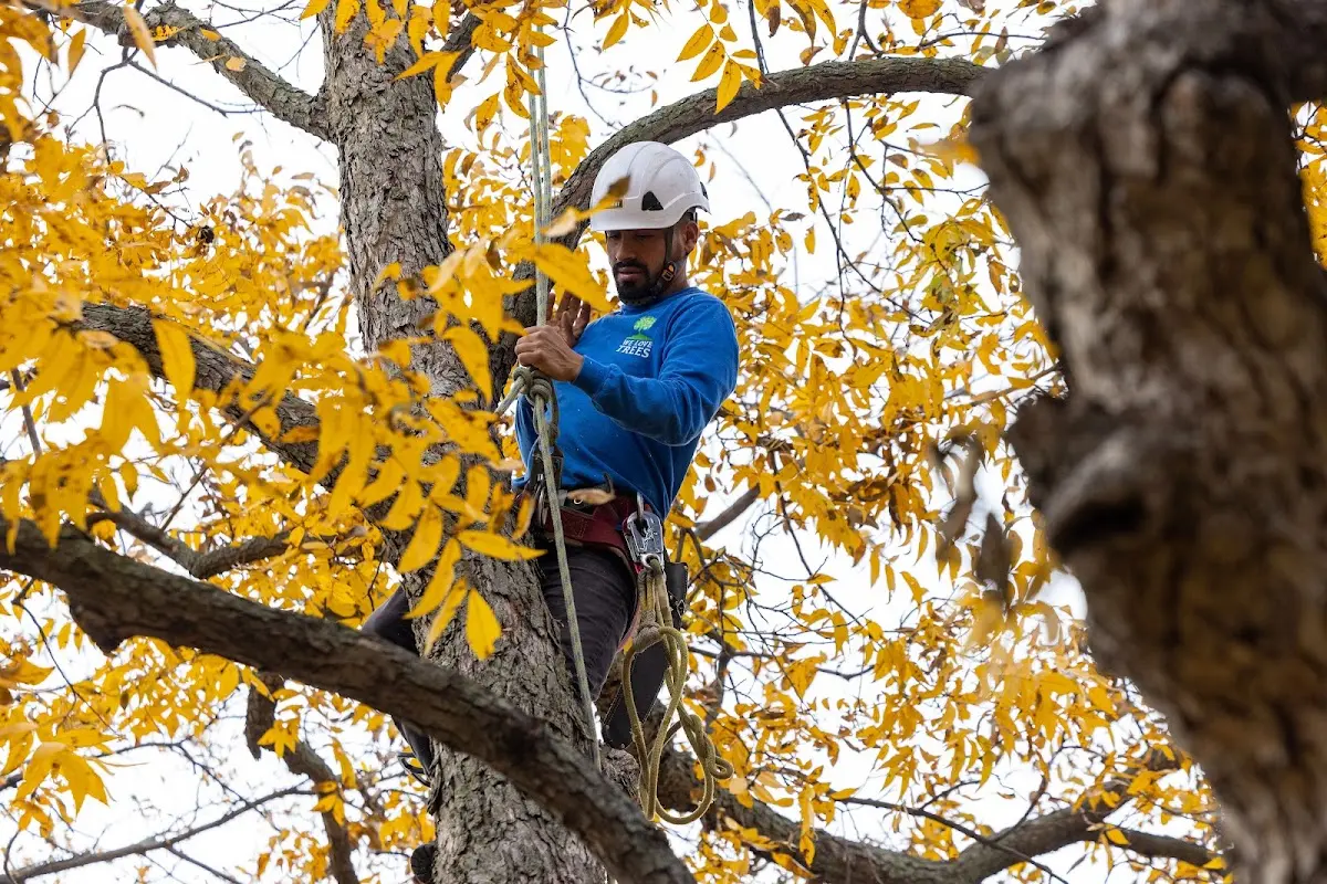 Skilled Tree Trimming crew working in Mobeetie